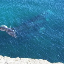 Female Southern Right Whale with her Baby in the water seen from the viewpoint Punta Piramide